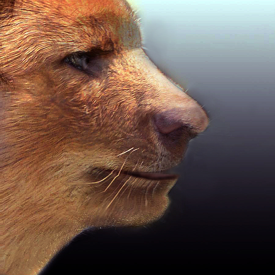 Dhole Morph