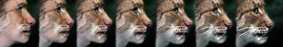 Lynx Profile 2