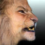 Lion Profile Morph
