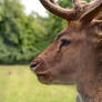 Fallow Deer Morph