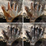 Otter Paw Morph