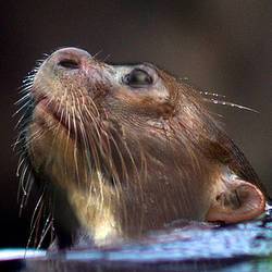 Otter Profile Morph