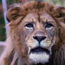 Anthro-lion Morph