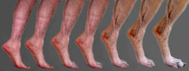Digitigrade Leg Study