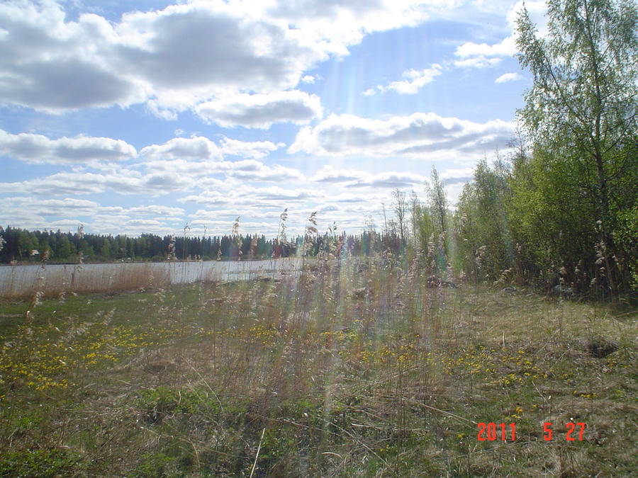 Kingcups and clouds