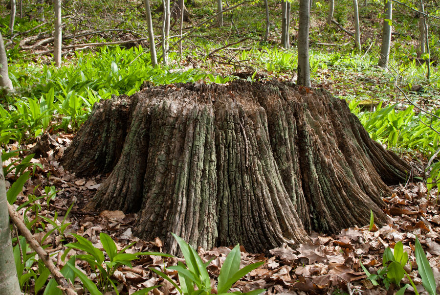 dead tree, root, biosphere, nature, plants by basquiat79 on DeviantArt