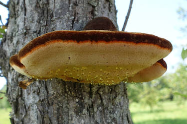 Tree Fungus (1)