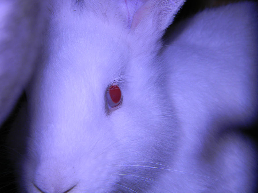Rabbit eyes by VEszter on DeviantArt