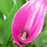 Pink Cala Lilly
