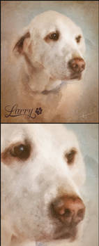 Larry : Pet Portraits
