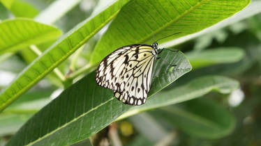 Zebra Butterfly