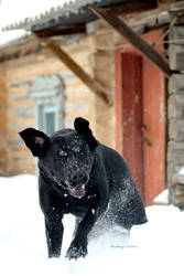 Crazy snow dog