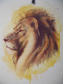 Colored pencil lion