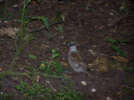 Nest building