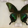 Papilio Maacki