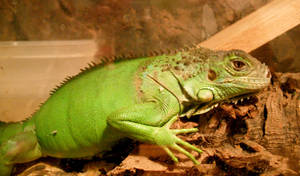 Green Iguana