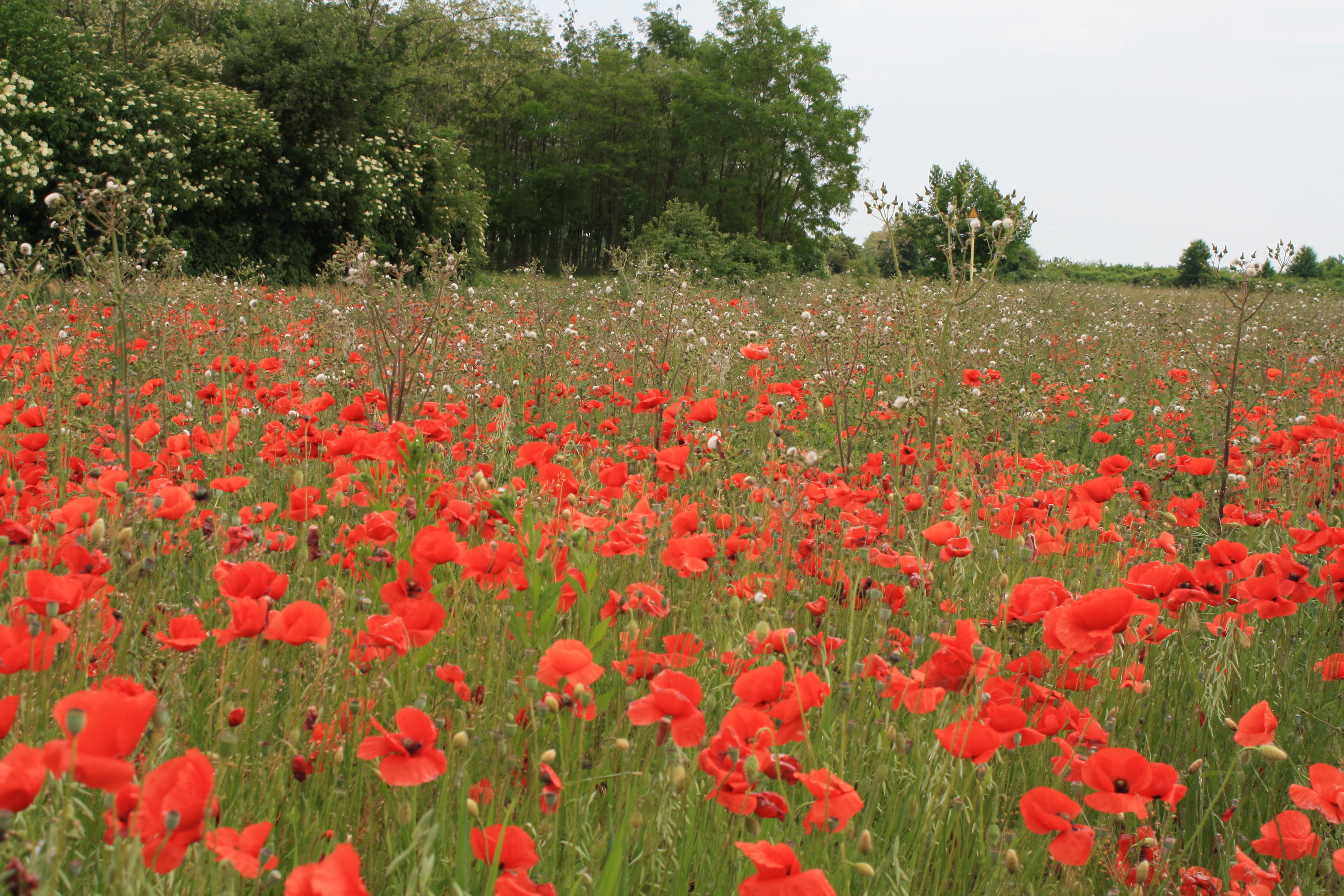 Poppy field