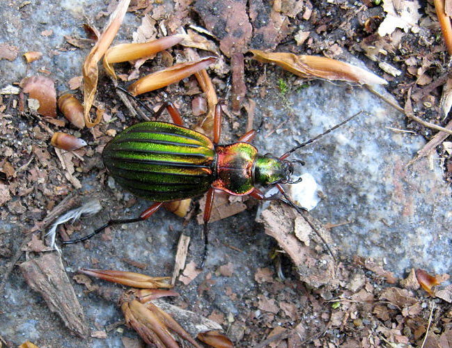 Golden Ground Beetle By PapierowySzczur