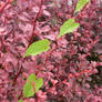 Bindweed on a barberry bush