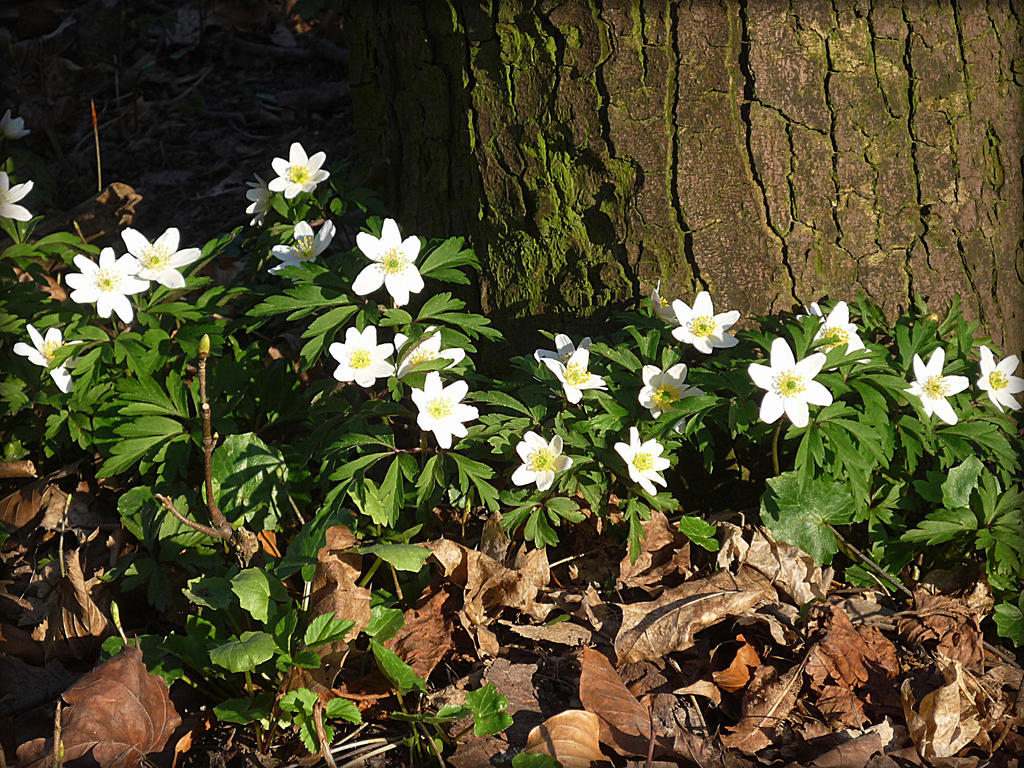 Wood anemones