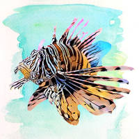 Lion Fish