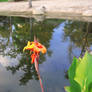 Flower at the pond