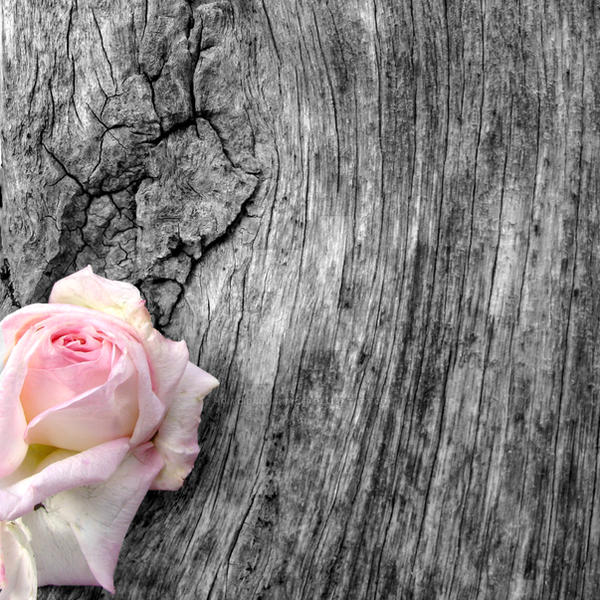 Rose and wood