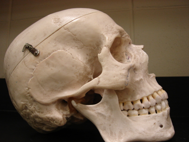 adult skull 4