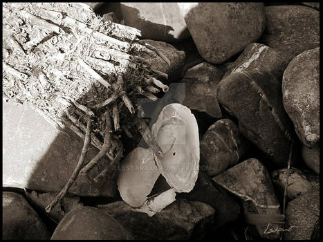 Stones and rockies