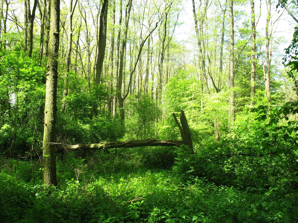 Modranska rokle IV by Moriag on DeviantArt