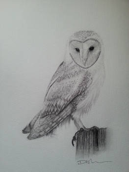 Owl