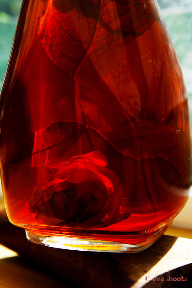 pickled rose by EvaShoots on DeviantArt
