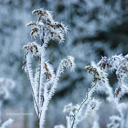 Maerchenwald 2017-01-01