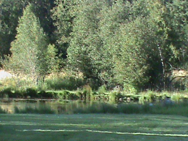 Pond and greenery