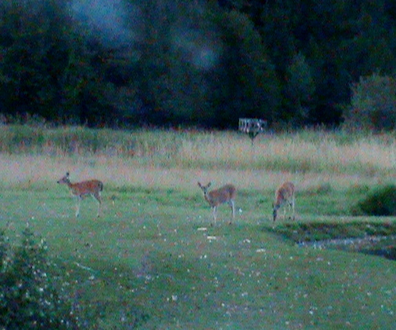 Family of Deer 2