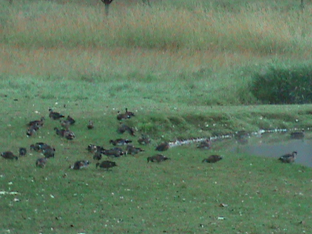 Lots of Wood Ducks