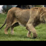 Lion Chase