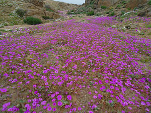 Desierto Florido