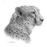 Cheetah Study