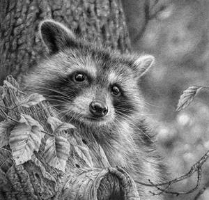 Young Racoon Study