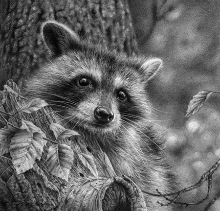 Young Racoon Study