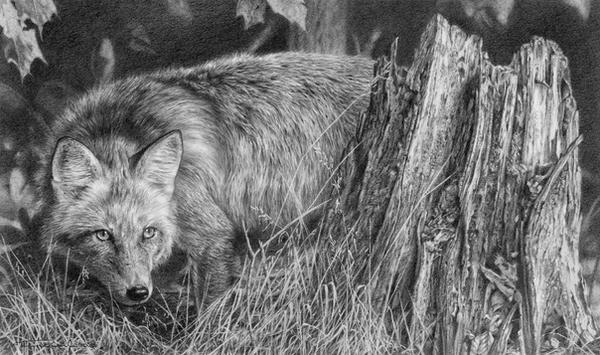 Red Fox Study by denismayerjr on DeviantArt