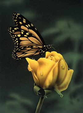 Butterfly on Rose