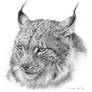 Lynx Portrait Study