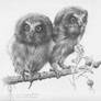 Young Saw- Whet Owls Study