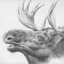 Moose - Pencil Study