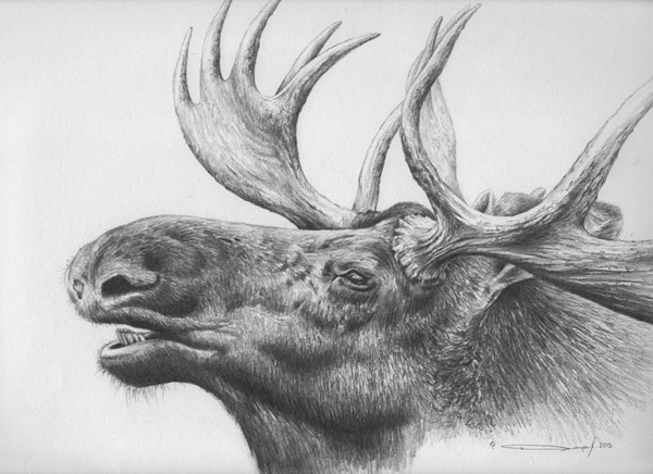 Moose - Pencil Study