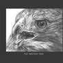 Red- Tailed Hawk Study