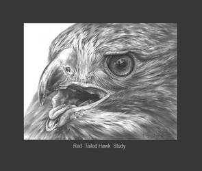 Red- Tailed Hawk Study