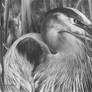 Great Blue Heron - Pencil Drawing